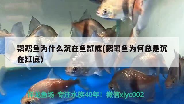 鸚鵡魚為什么沉在魚缸底(鸚鵡魚為何總是沉在缸底) 鸚鵡魚