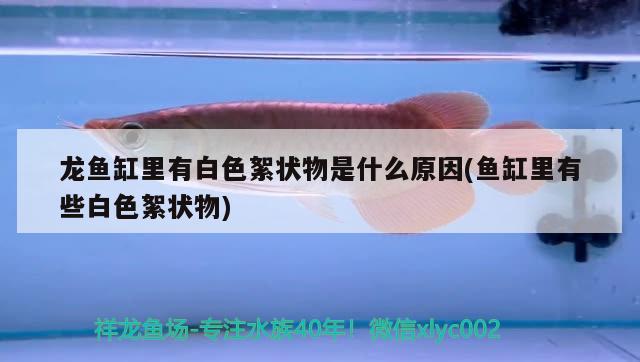 龍魚缸里有白色絮狀物是什么原因(魚缸里有些白色絮狀物)