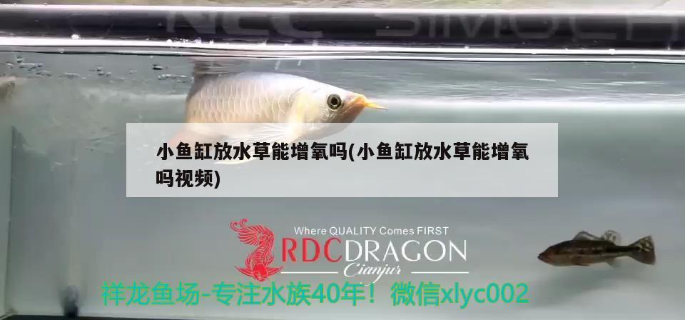 小魚缸放水草能增氧嗎(小魚缸放水草能增氧嗎視頻) 水草