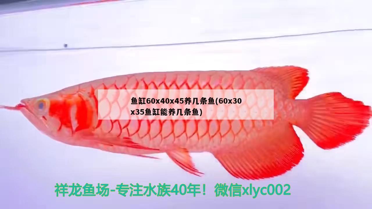 魚缸60x40x45養(yǎng)幾條魚(60x30x35魚缸能養(yǎng)幾條魚)