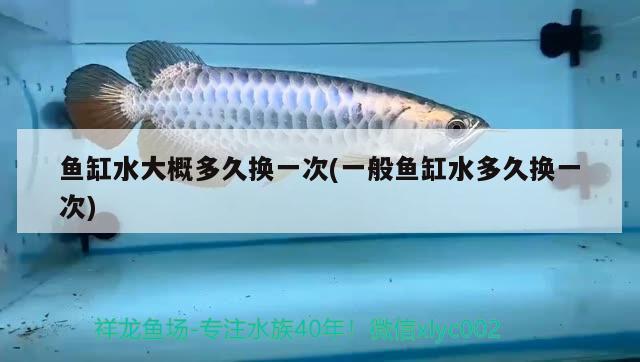 魚缸水大概多久換一次(一般魚缸水多久換一次)