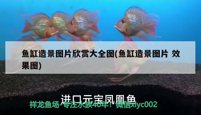 魚缸造景圖片欣賞大全圖(魚缸造景圖片效果圖) 黃鰭鯧魚