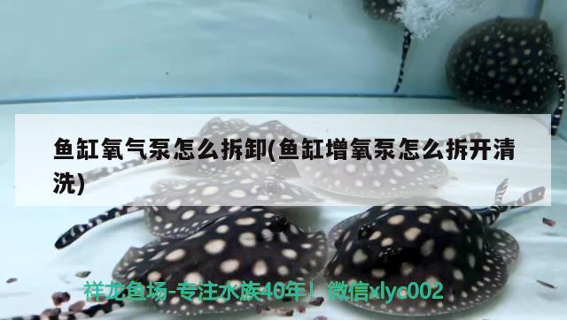 魚缸氧氣泵怎么拆卸(魚缸增氧泵怎么拆開清洗) B級(jí)過背金龍魚