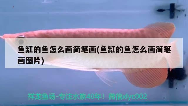 魚缸的魚怎么畫簡(jiǎn)筆畫(魚缸的魚怎么畫簡(jiǎn)筆畫圖片) 名貴錦鯉魚