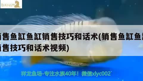 銷售魚缸魚缸銷售技巧和話術(shù)(銷售魚缸魚缸銷售技巧和話術(shù)視頻) 溫控設(shè)備