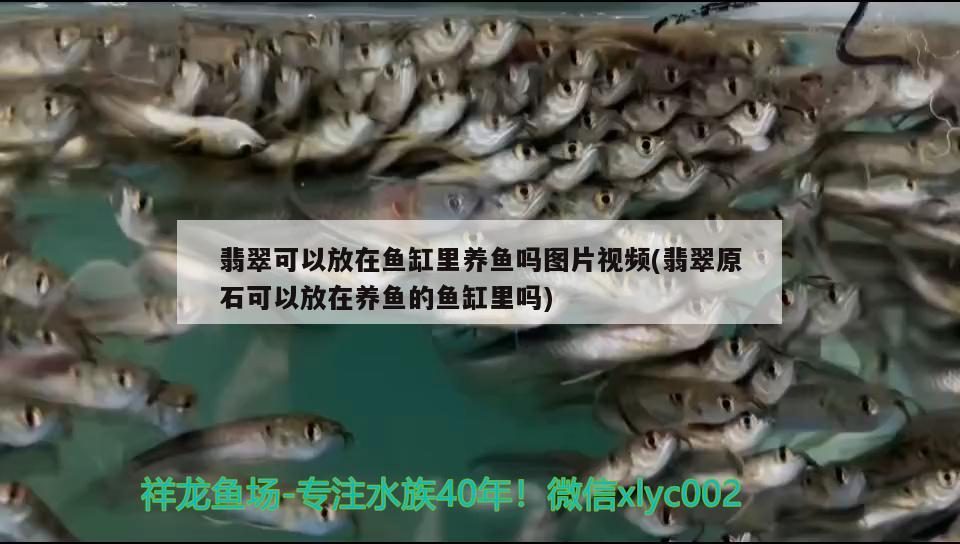 翡翠可以放在魚缸里養(yǎng)魚嗎圖片視頻(翡翠原石可以放在養(yǎng)魚的魚缸里嗎) 七紋巨鯉魚