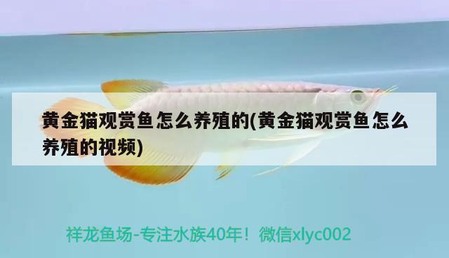 黃金貓觀賞魚怎么養(yǎng)殖的(黃金貓觀賞魚怎么養(yǎng)殖的視頻) 黃金貓魚