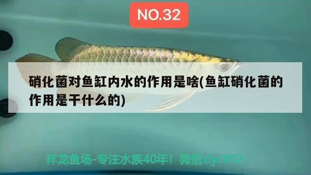 硝化菌對魚缸內(nèi)水的作用是啥(魚缸硝化菌的作用是干什么的) 錦鯉池魚池建設