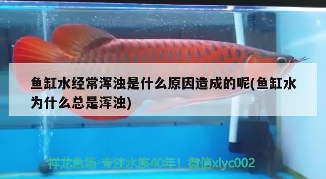 魚缸設(shè)計效果圖手繪圖大全（魚缸設(shè)計圖片） 其他品牌魚缸 第2張