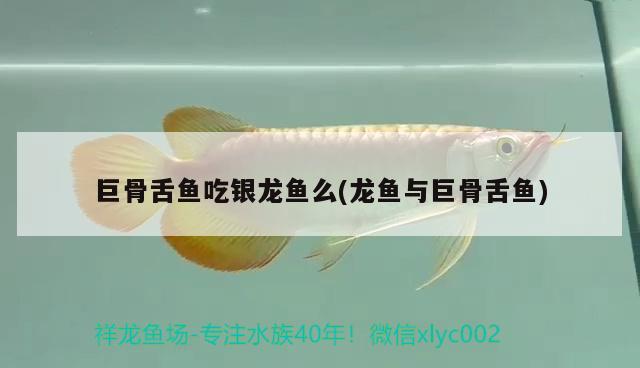 巨骨舌魚吃銀龍魚么(龍魚與巨骨舌魚) 巨骨舌魚