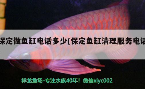 保定做魚缸電話多少(保定魚缸清理服務(wù)電話) 稀有紅龍品種