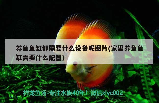 紅龍魚混養(yǎng)什么魚(紅龍混養(yǎng)什么魚好) 白化火箭 第2張