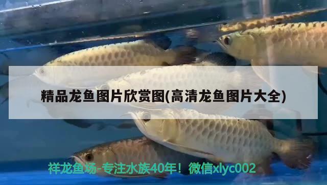 精品龍魚(yú)圖片欣賞圖(高清龍魚(yú)圖片大全) 錦鯉池魚(yú)池建設(shè)