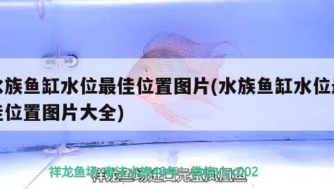 水族魚缸水位最佳位置圖片(水族魚缸水位最佳位置圖片大全) 名貴錦鯉魚