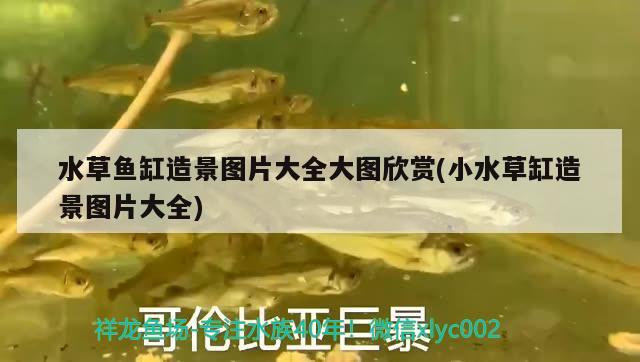 水草魚(yú)缸造景圖片大全大圖欣賞(小水草缸造景圖片大全) 水草