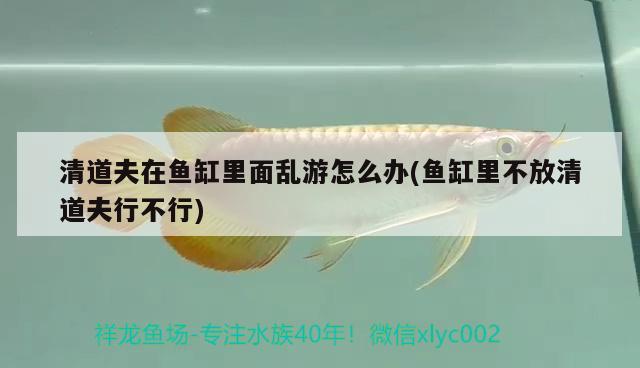 雷龍魚(yú)主食飼料的選擇方法(雷龍魚(yú)喂飼料好還是喂蝦好)