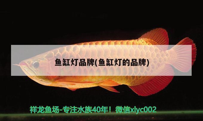 金龍魚從什么時候開始發(fā)色?：金龍魚一般多大開始發(fā)色