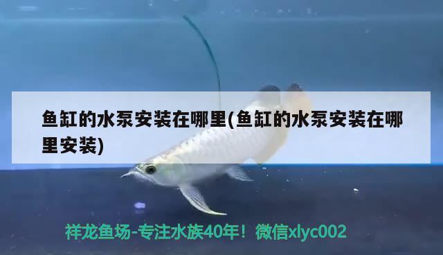 魚缸的水泵安裝在哪里(魚缸的水泵安裝在哪里安裝) 廣州龍魚批發(fā)市場(chǎng)