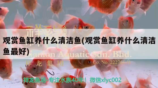 觀賞魚缸養(yǎng)什么清潔魚(觀賞魚缸養(yǎng)什么清潔魚最好)