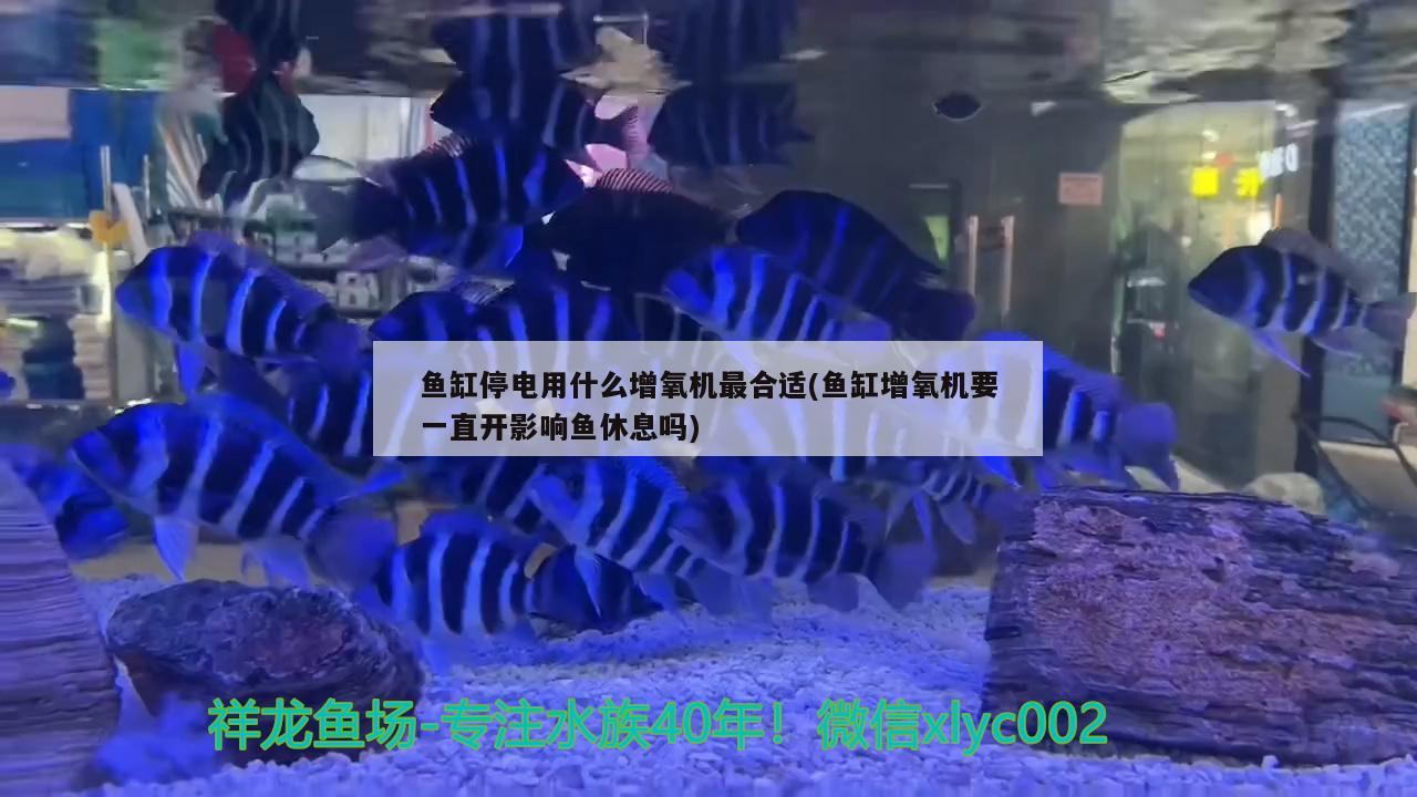 魚缸停電用什么增氧機最合適(魚缸增氧機要一直開影響魚休息嗎) 野彩魚