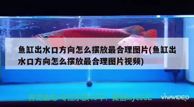 魚缸出水口方向怎么擺放最合理圖片(魚缸出水口方向怎么擺放最合理圖片視頻) 狗仔招財貓魚