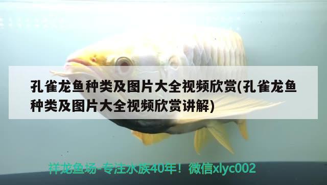 孔雀龍魚種類及圖片大全視頻欣賞(孔雀龍魚種類及圖片大全視頻欣賞講解) 稀有紅龍品種