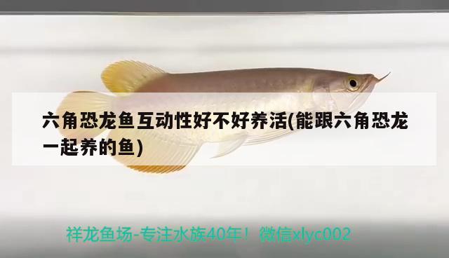 六角恐龍魚互動性好不好養(yǎng)活(能跟六角恐龍一起養(yǎng)的魚) 祥龍金禾金龍魚