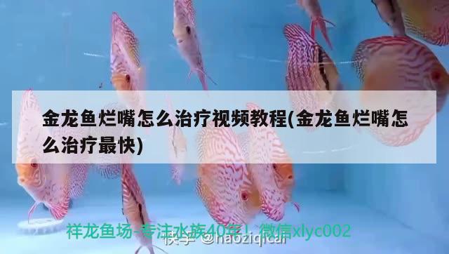 金龍魚(yú)爛嘴怎么治療視頻教程(金龍魚(yú)爛嘴怎么治療最快) 女王大帆魚(yú)