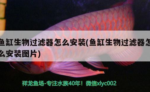 魚缸生物過(guò)濾器怎么安裝(魚缸生物過(guò)濾器怎么安裝圖片)