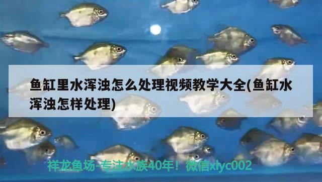 魚缸里水渾濁怎么處理視頻教學大全(魚缸水渾濁怎樣處理) 白子銀版魚