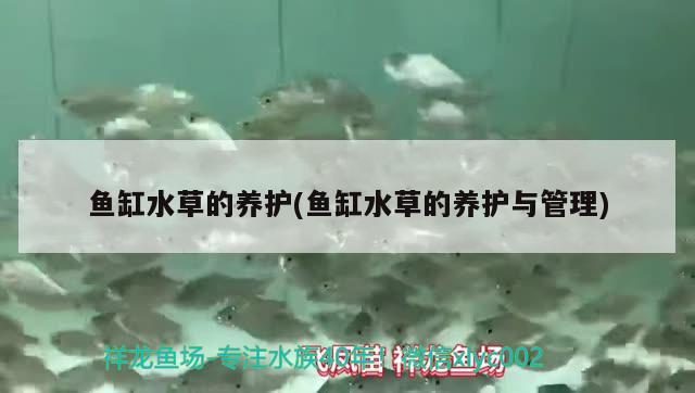 附近的水族魚缸廠在哪里啊電話（水族魚缸批發(fā)市場在哪）