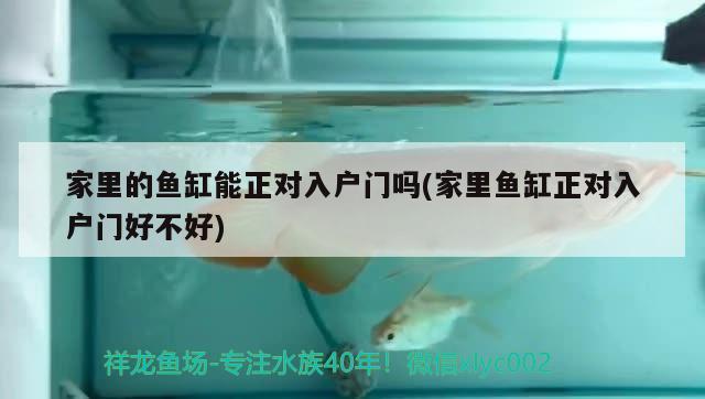 家里的魚缸能正對入戶門嗎(家里魚缸正對入戶門好不好) 海象魚 第1張