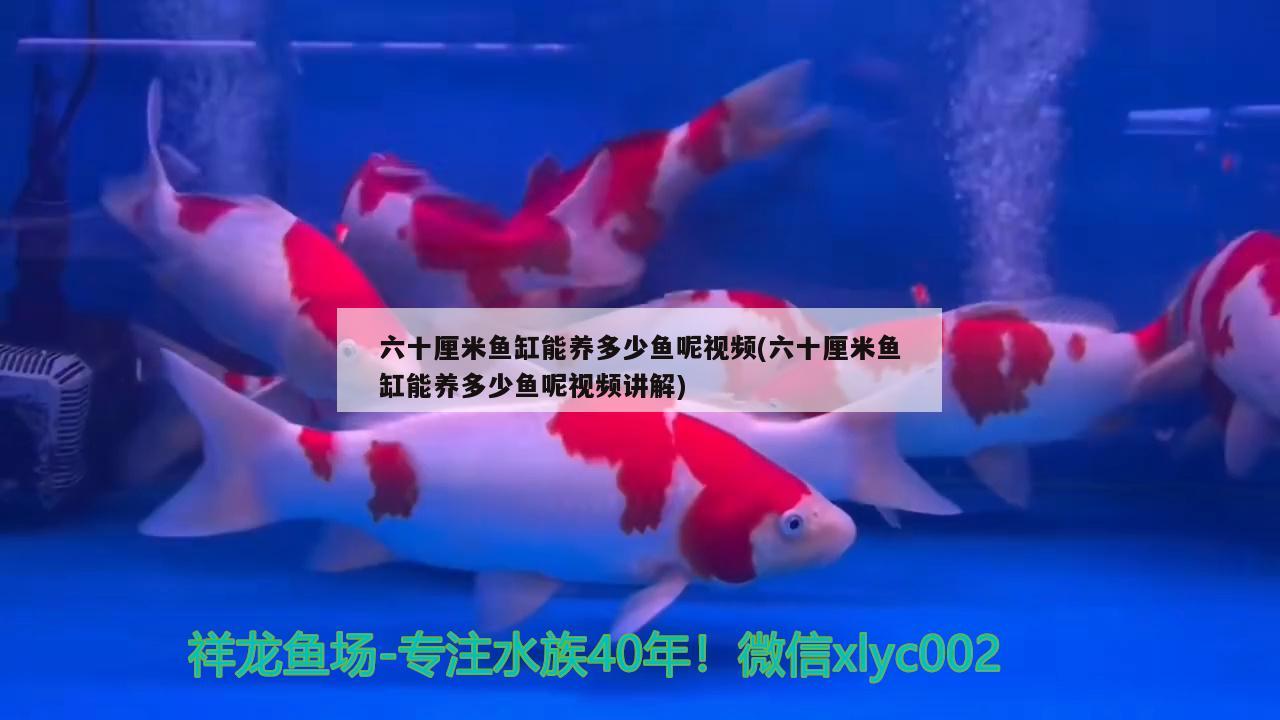 魚缸成本及利潤（魚缸成本價多少）