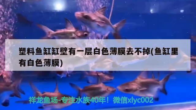 夏天魚缸水渾濁怎么解決：夏季魚缸水發(fā)黃怎么辦