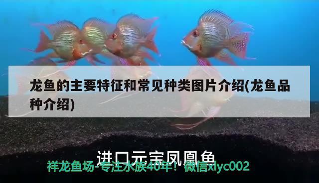 龍魚做掉眼手術(shù)難嗎（金龍魚掉眼怎么防治） 黃金貓魚百科 第1張