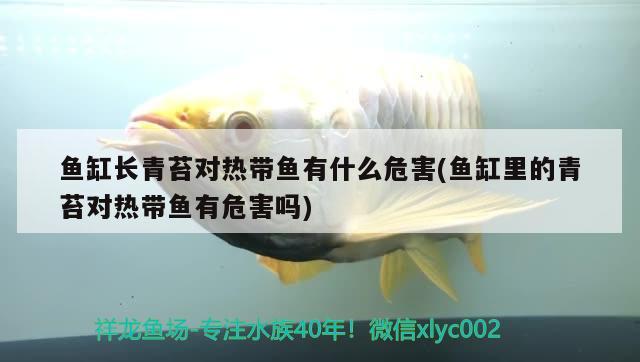 魚缸長(zhǎng)青苔對(duì)熱帶魚有什么危害(魚缸里的青苔對(duì)熱帶魚有危害嗎) 廣州龍魚批發(fā)市場(chǎng)