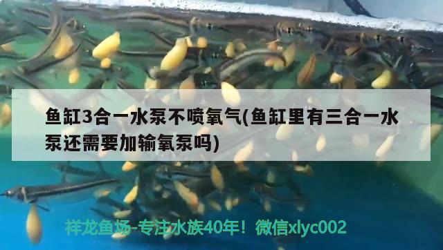 小丑魚你你 海水魚 第2張