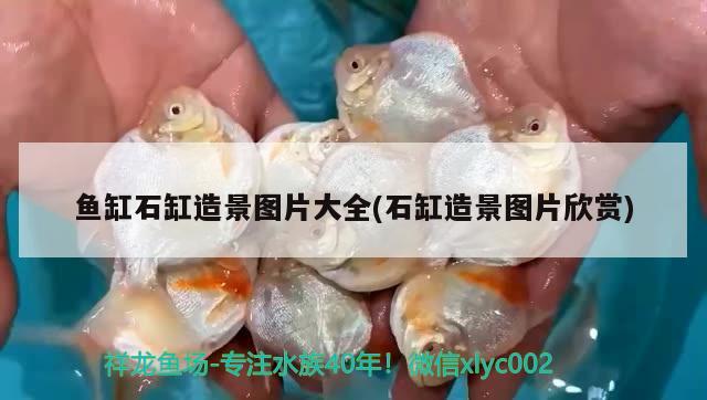 魚(yú)缸石缸造景圖片大全(石缸造景圖片欣賞) 斑馬鴨嘴魚(yú)苗