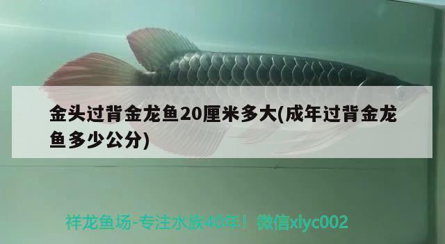 金頭過背金龍魚20厘米多大(成年過背金龍魚多少公分)