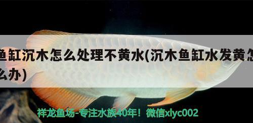 魚缸沉木怎么處理不黃水(沉木魚缸水發(fā)黃怎么辦)