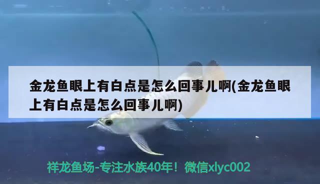 金龍魚能不能混養(yǎng)一只(金龍魚可以混養(yǎng)嗎) 戰(zhàn)車紅龍魚