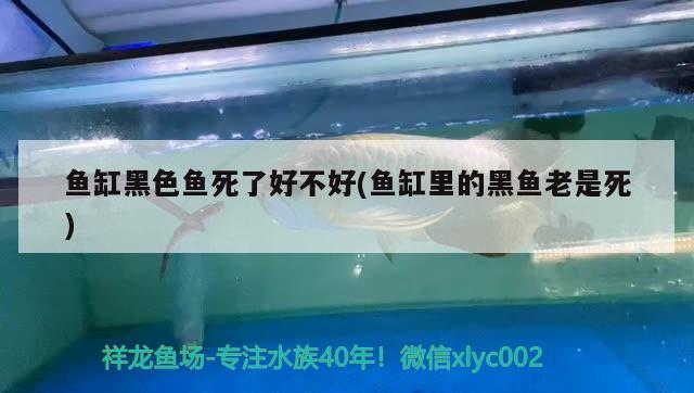 魚缸黑色魚死了好不好(魚缸里的黑魚老是死) 廣州觀賞魚魚苗批發(fā)市場(chǎng)