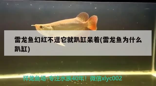 雷龍魚幻紅不逗它就趴缸呆著(雷龍魚為什么趴缸) 一眉道人魚苗 第1張