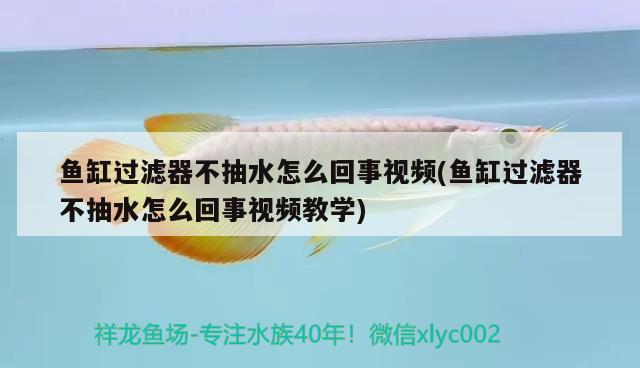 魚(yú)缸過(guò)濾器不抽水怎么回事視頻(魚(yú)缸過(guò)濾器不抽水怎么回事視頻教學(xué))