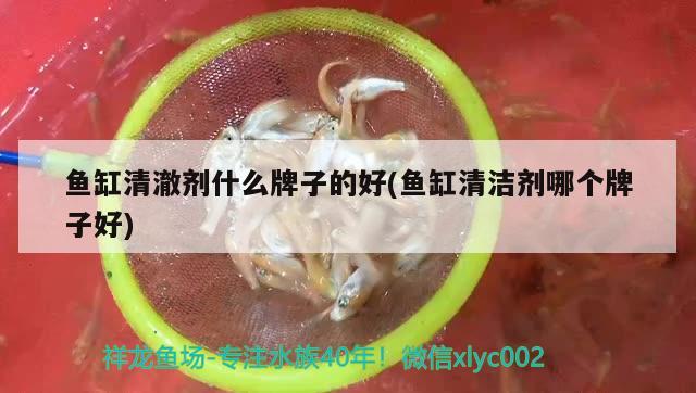 魚缸清澈劑什么牌子的好(魚缸清潔劑哪個(gè)牌子好) 超血紅龍魚