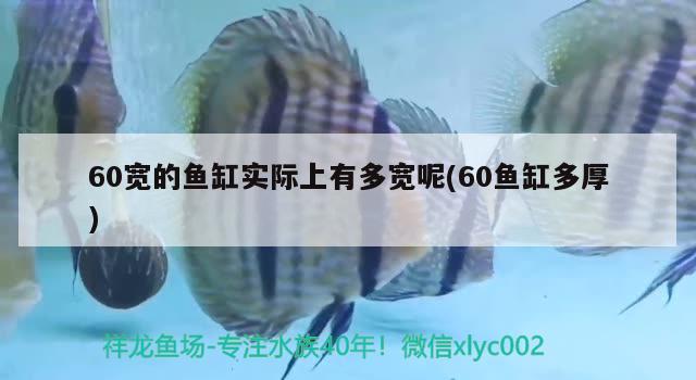 60寬的魚缸實(shí)際上有多寬呢(60魚缸多厚) 金老虎魚