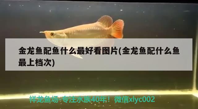 金龍魚(yú)配魚(yú)什么最好看圖片(金龍魚(yú)配什么魚(yú)最上檔次) 水族品牌