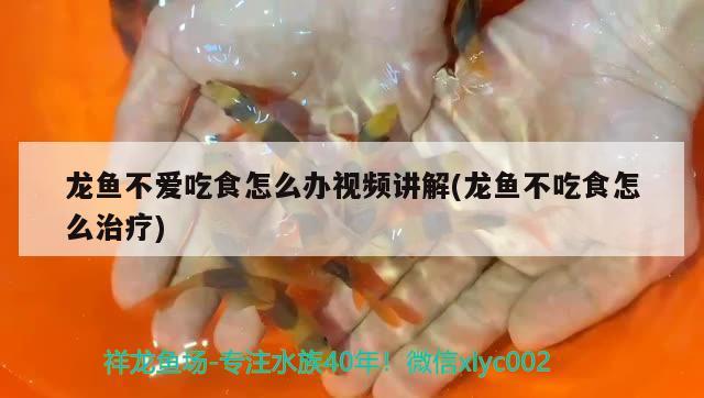 龍魚不愛吃食怎么辦視頻講解(龍魚不吃食怎么治療)