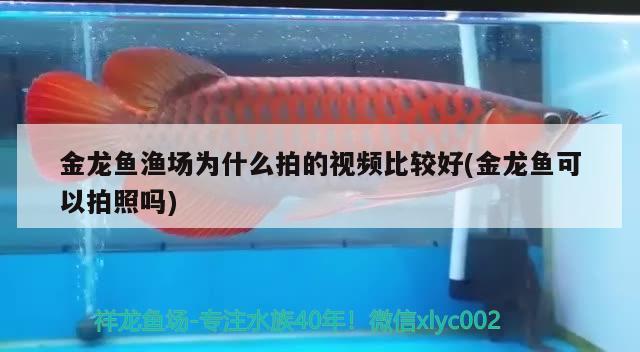 魚缸放在入戶門正對面可以嗎 魚缸放在進戶門的旁邊好還是放在斜對面好 孵化器