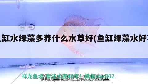 魚缸水族箱維護(hù)，百度百科-魚缸維護(hù)魚缸日常怎么維護(hù)魚缸日常維護(hù) 魚缸/水族箱 第1張